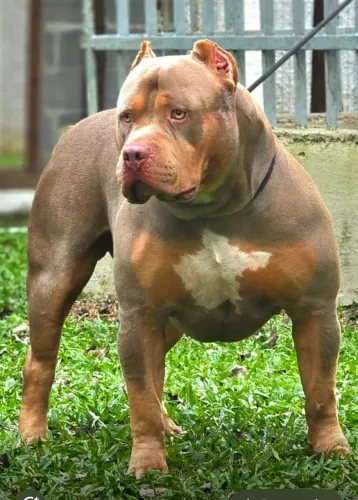 Filhotes de Pit Bull - Brazilian Bull