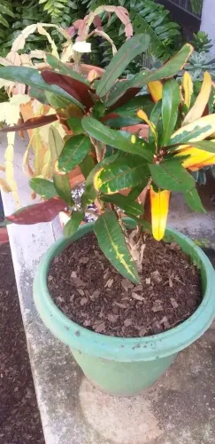 Planta Croton Colorida em Vaso