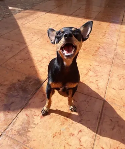 Pinscher Disponível 