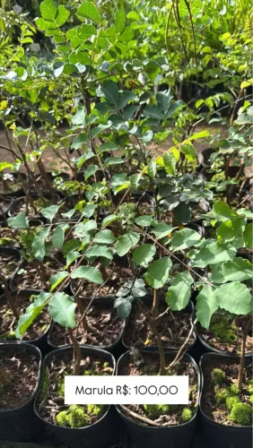Mudas de Marula - R$ 100,00