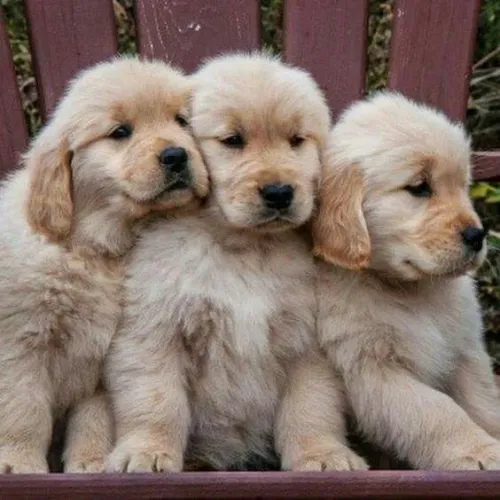 Goldens filhotes