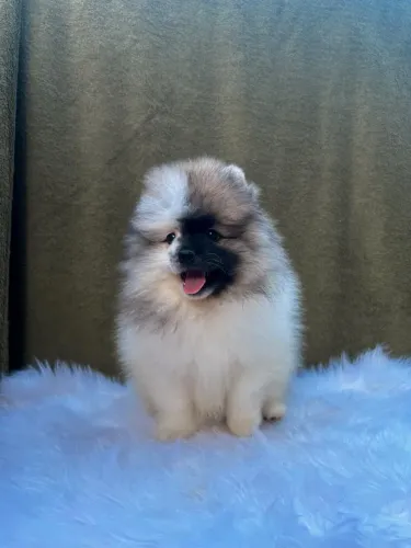 Lulu da Pomerânia