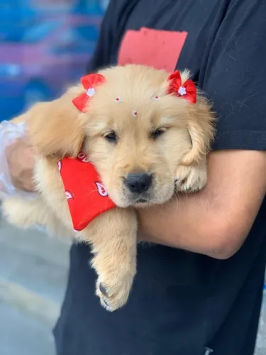 Golden retriever fêmea com 59 dias vacinada e garantia em contrato - Alberto