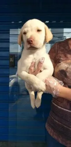 Labrador fêmea com 57 dias vacinada com v10 importada e com pedigree
