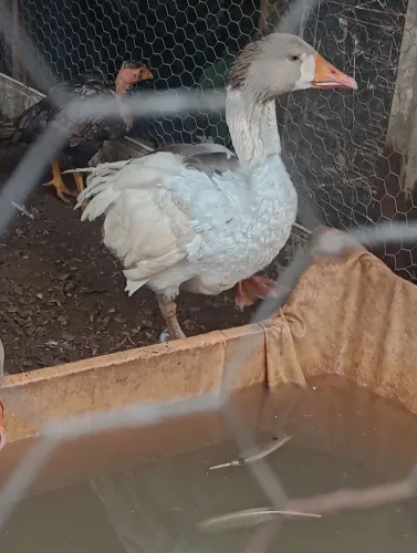 Vendo gansa 