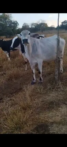 Vacas leiteiras e novilhas