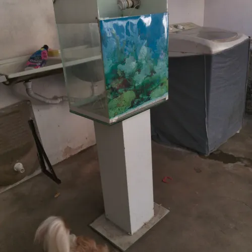 Aquário para peixes com base de vidro 