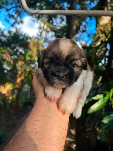 Shih-tzu alto padrão miniatura fêmea e macho (venda)