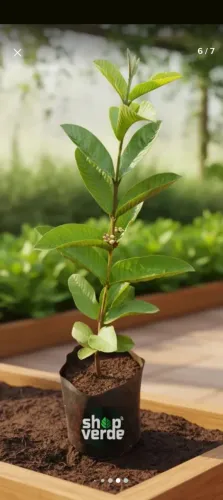 Goiabeira muda
