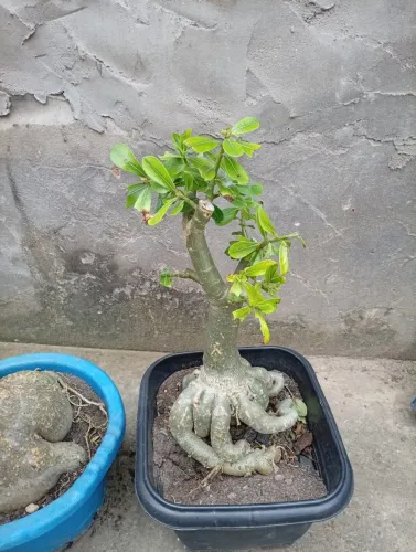 Vendo rosas do deserto