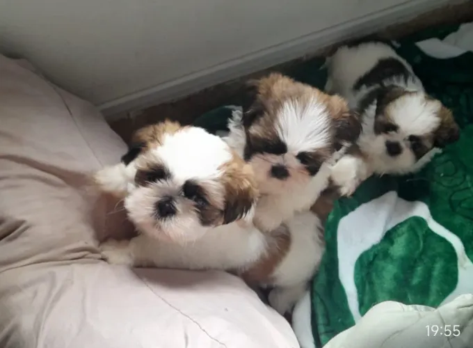Lindo Filhote de Shih Tzu