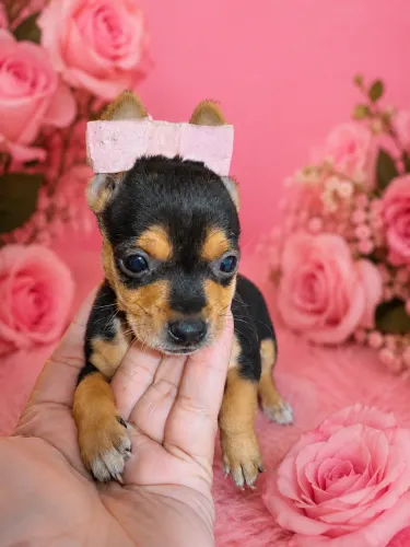 Pinscher fêmea