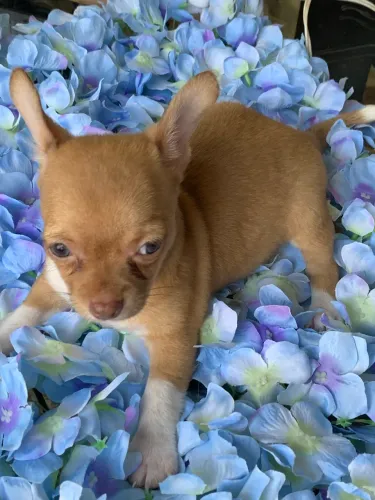 Chihuahua
