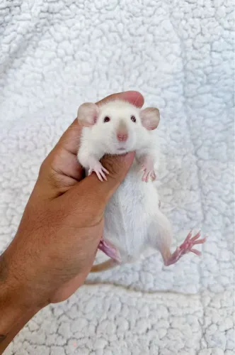 Ratos mercol e Twister