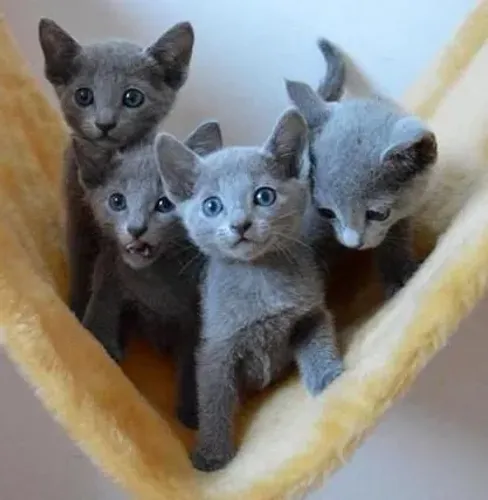 Russian blue filhotes - conferir machos e fêmeas 