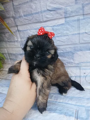 Shitzu fêmea mini lindíssima