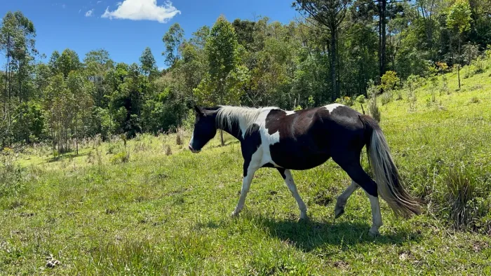 Égua Pampa