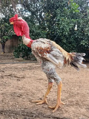ovos de polaco gigante e índio gigante só cabeceira