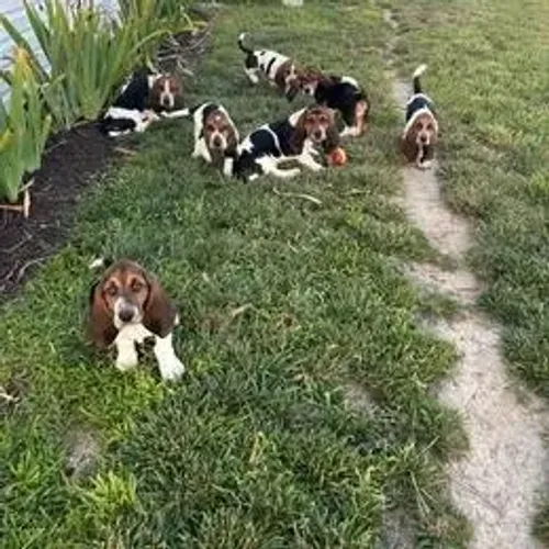 Basset Hound,Basset Hound Filhote Muito Amoroso e Dócil