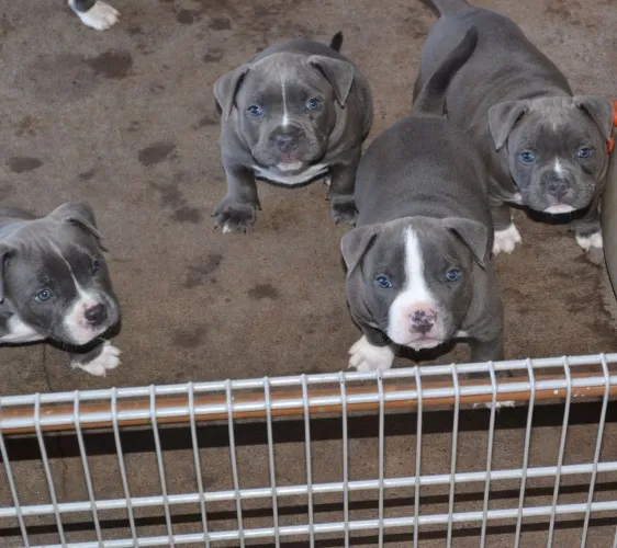 Filhote de Pitbull