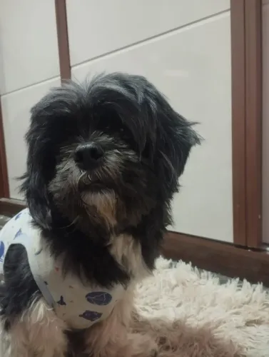 Doação de Shitzu buscar hoje