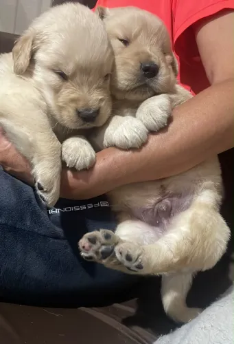 Filhotes Golden Retriever