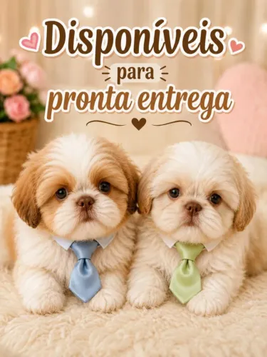 Shit tzu pronta entrega