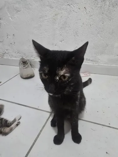 Gatinha doação