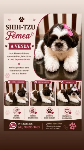 Shihtzu