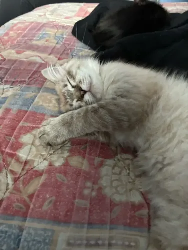 Gata filhote Ragdoll