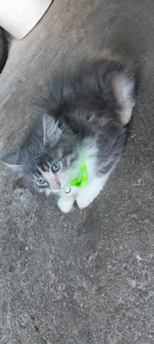 Vendo esse gato