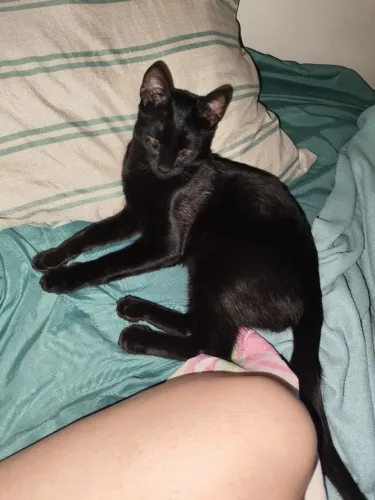 Doando gato macho filhote