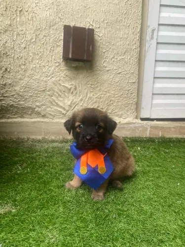 Yorkshire com poodle caminha de brinde passo cartão