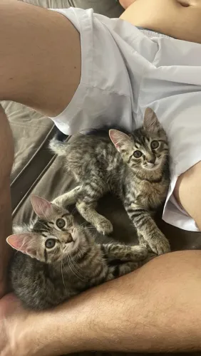 Gatos