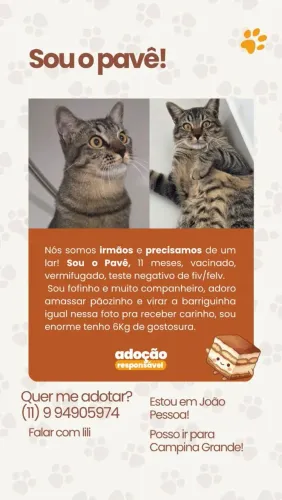3 irmãos de11 meses , para adoção responsável.