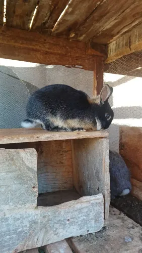 vendo coelho mini