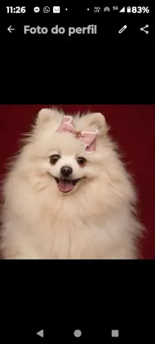 Lulu da Pomerânia