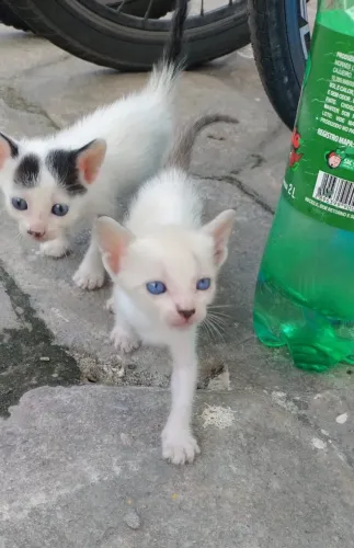 Gatinhos