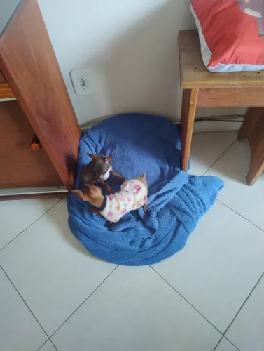 Pincher número o fêmea 