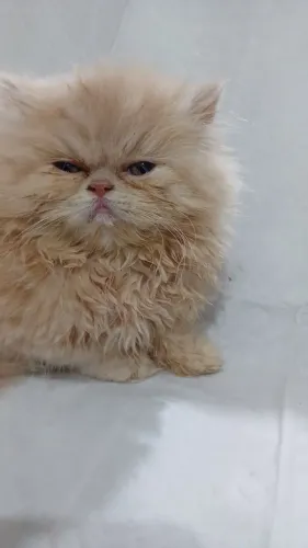 Lindo filhote de gato persa creme macho puro.Parcelo.Entrego Joinville, Camboriú, Flo