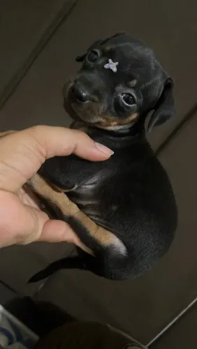 Pinscher mini fêmea com 60 dias pais com 20 cm de altura