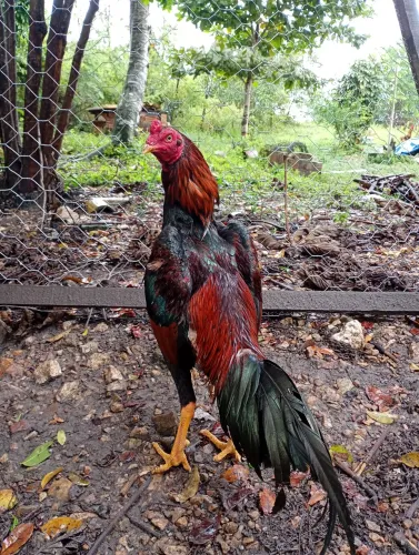 Galos de raça de procedência.