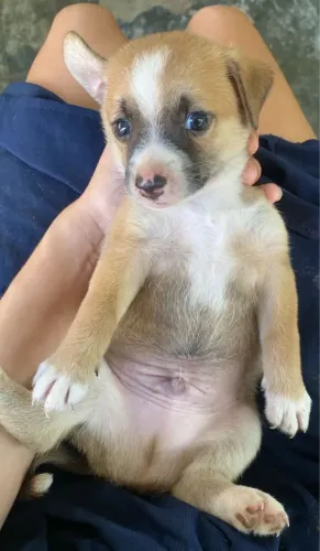 Adoção responsável 