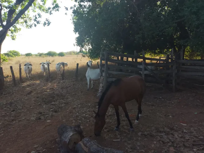 Vendo Sítio 24,2 Hectares