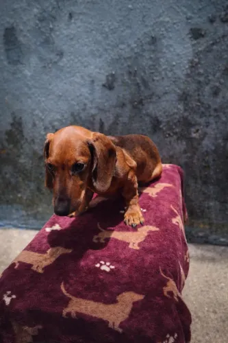 Filhote de salchicha