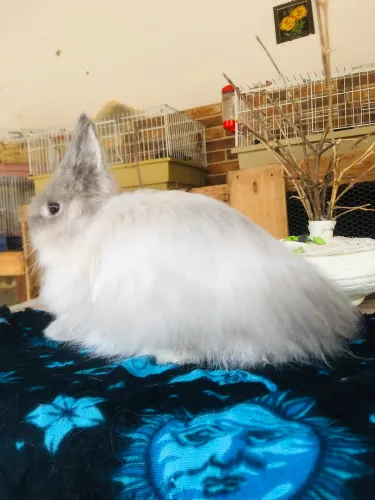Coelho anão Jersey wooly linhagem importada siamês smoke - macho 