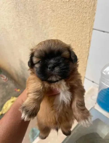 Shitzu mini machinho 32 dias