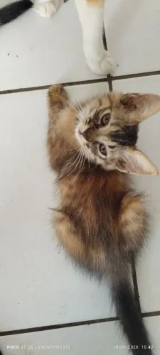 Casal de gatinhos para adoção