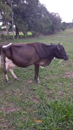 Vaca gersolanda