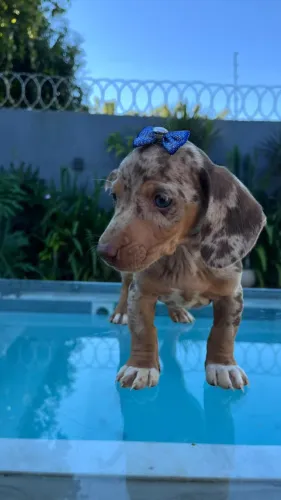Lindo arlequim chocolate Dachshund, também temos fêmeas